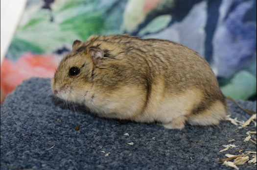 Dit zijn foto's gemaakt op de N.K.V. Bokaal, gehouden op 16 april 2017. Er waren maar een kleine 200 knaagdieren ingeschreven. Dit kwam omdat N.K.V. Bokaal op 1e Paasdag was. Dit keer alleen in de middag foto's gemaakt omdat ik 's ochtends keurkaarten geschreven heb. Ook zie je bij de Campbelli en de Russische dwerghamster verkeerde staartdracht en bij de Campbelli's hybride eigenschappen zoals korte vacht en haarstructuur.
