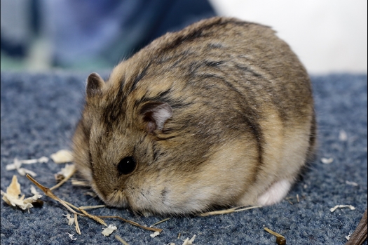 Dit zijn foto's gemaakt op de N.K.V. Bokaal, gehouden op 16 april 2017. Er waren maar een kleine 200 knaagdieren ingeschreven. Dit kwam omdat N.K.V. Bokaal op 1e Paasdag was. Dit keer alleen in de middag foto's gemaakt omdat ik 's ochtends keurkaarten geschreven heb. Ook zie je bij de Campbelli en de Russische dwerghamster verkeerde staartdracht en bij de Campbelli's hybride eigenschappen zoals korte vacht en haarstructuur.
