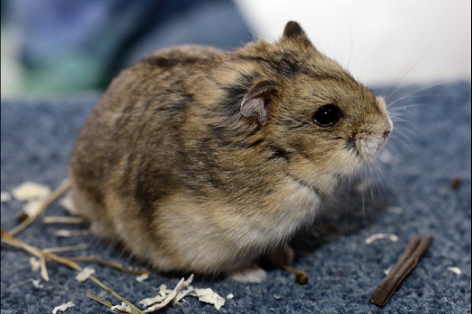 Dit zijn foto's gemaakt op de N.K.V. Bokaal, gehouden op 16 april 2017. Er waren maar een kleine 200 knaagdieren ingeschreven. Dit kwam omdat N.K.V. Bokaal op 1e Paasdag was. Dit keer alleen in de middag foto's gemaakt omdat ik 's ochtends keurkaarten geschreven heb. Ook zie je bij de Campbelli en de Russische dwerghamster verkeerde staartdracht en bij de Campbelli's hybride eigenschappen zoals korte vacht en haarstructuur.
