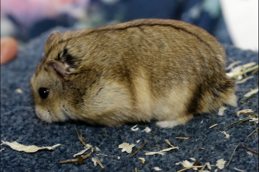 Dit zijn foto's gemaakt op de N.K.V. Bokaal, gehouden op 16 april 2017. Er waren maar een kleine 200 knaagdieren ingeschreven. Dit kwam omdat N.K.V. Bokaal op 1e Paasdag was. Dit keer alleen in de middag foto's gemaakt omdat ik 's ochtends keurkaarten geschreven heb. Ook zie je bij de Campbelli en de Russische dwerghamster verkeerde staartdracht en bij de Campbelli's hybride eigenschappen zoals korte vacht en haarstructuur.
