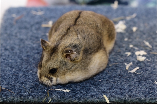 Dit zijn foto's gemaakt op de N.K.V. Bokaal, gehouden op 16 april 2017. Er waren maar een kleine 200 knaagdieren ingeschreven. Dit kwam omdat N.K.V. Bokaal op 1e Paasdag was. Dit keer alleen in de middag foto's gemaakt omdat ik 's ochtends keurkaarten geschreven heb. Ook zie je bij de Campbelli en de Russische dwerghamster verkeerde staartdracht en bij de Campbelli's hybride eigenschappen zoals korte vacht en haarstructuur.
