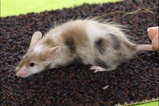 Dit zijn foto's gemaakt op de N.K.V. Bokaal, gehouden op 16 april 2017. Er waren maar een kleine 200 knaagdieren ingeschreven. Dit kwam omdat N.K.V. Bokaal op 1e Paasdag was. Dit keer alleen in de middag foto's gemaakt omdat ik 's ochtends keurkaarten geschreven heb. Ook zie je bij de Campbelli en de Russische dwerghamster verkeerde staartdracht en bij de Campbelli's hybride eigenschappen zoals korte vacht en haarstructuur.
