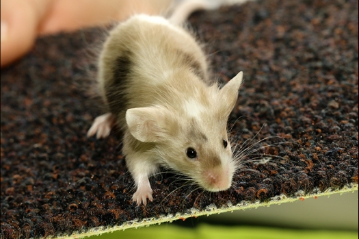 Dit zijn foto's gemaakt op de N.K.V. Bokaal, gehouden op 16 april 2017. Er waren maar een kleine 200 knaagdieren ingeschreven. Dit kwam omdat N.K.V. Bokaal op 1e Paasdag was. Dit keer alleen in de middag foto's gemaakt omdat ik 's ochtends keurkaarten geschreven heb. Ook zie je bij de Campbelli en de Russische dwerghamster verkeerde staartdracht en bij de Campbelli's hybride eigenschappen zoals korte vacht en haarstructuur.
