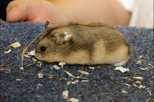 Dit zijn foto's gemaakt op de N.K.V. Bokaal, gehouden op 16 april 2017. Er waren maar een kleine 200 knaagdieren ingeschreven. Dit kwam omdat N.K.V. Bokaal op 1e Paasdag was. Dit keer alleen in de middag foto's gemaakt omdat ik 's ochtends keurkaarten geschreven heb. Ook zie je bij de Campbelli en de Russische dwerghamster verkeerde staartdracht en bij de Campbelli's hybride eigenschappen zoals korte vacht en haarstructuur.
