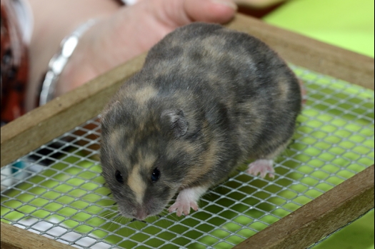 Dit zijn foto's gemaakt op de N.K.V. Bokaal, gehouden op 16 april 2017. Er waren maar een kleine 200 knaagdieren ingeschreven. Dit kwam omdat N.K.V. Bokaal op 1e Paasdag was. Dit keer alleen in de middag foto's gemaakt omdat ik 's ochtends keurkaarten geschreven heb. Ook zie je bij de Campbelli en de Russische dwerghamster verkeerde staartdracht en bij de Campbelli's hybride eigenschappen zoals korte vacht en haarstructuur.
