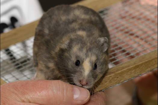 Dit zijn foto's gemaakt op de N.K.V. Bokaal, gehouden op 16 april 2017. Er waren maar een kleine 200 knaagdieren ingeschreven. Dit kwam omdat N.K.V. Bokaal op 1e Paasdag was. Dit keer alleen in de middag foto's gemaakt omdat ik 's ochtends keurkaarten geschreven heb. Ook zie je bij de Campbelli en de Russische dwerghamster verkeerde staartdracht en bij de Campbelli's hybride eigenschappen zoals korte vacht en haarstructuur.
