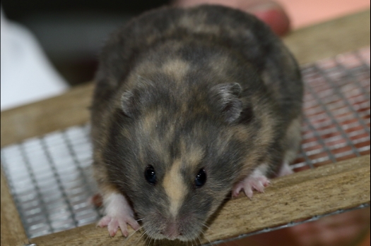 Dit zijn foto's gemaakt op de N.K.V. Bokaal, gehouden op 16 april 2017. Er waren maar een kleine 200 knaagdieren ingeschreven. Dit kwam omdat N.K.V. Bokaal op 1e Paasdag was. Dit keer alleen in de middag foto's gemaakt omdat ik 's ochtends keurkaarten geschreven heb. Ook zie je bij de Campbelli en de Russische dwerghamster verkeerde staartdracht en bij de Campbelli's hybride eigenschappen zoals korte vacht en haarstructuur.
