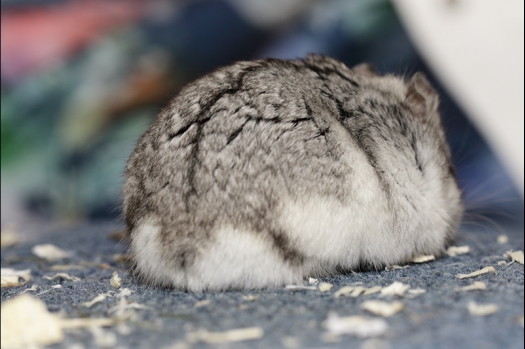 Dit zijn foto's gemaakt op de N.K.V. Bokaal, gehouden op 16 april 2017. Er waren maar een kleine 200 knaagdieren ingeschreven. Dit kwam omdat N.K.V. Bokaal op 1e Paasdag was. Dit keer alleen in de middag foto's gemaakt omdat ik 's ochtends keurkaarten geschreven heb. Ook zie je bij de Campbelli en de Russische dwerghamster verkeerde staartdracht en bij de Campbelli's hybride eigenschappen zoals korte vacht en haarstructuur.
