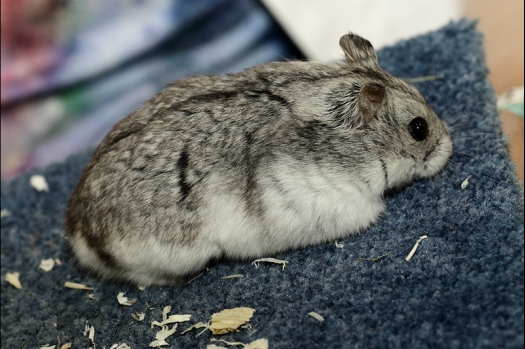 Dit zijn foto's gemaakt op de N.K.V. Bokaal, gehouden op 16 april 2017. Er waren maar een kleine 200 knaagdieren ingeschreven. Dit kwam omdat N.K.V. Bokaal op 1e Paasdag was. Dit keer alleen in de middag foto's gemaakt omdat ik 's ochtends keurkaarten geschreven heb. Ook zie je bij de Campbelli en de Russische dwerghamster verkeerde staartdracht en bij de Campbelli's hybride eigenschappen zoals korte vacht en haarstructuur.
