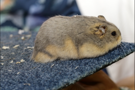 Dit zijn foto's gemaakt op de N.K.V. Bokaal, gehouden op 16 april 2017. Er waren maar een kleine 200 knaagdieren ingeschreven. Dit kwam omdat N.K.V. Bokaal op 1e Paasdag was. Dit keer alleen in de middag foto's gemaakt omdat ik 's ochtends keurkaarten geschreven heb. Ook zie je bij de Campbelli en de Russische dwerghamster verkeerde staartdracht en bij de Campbelli's hybride eigenschappen zoals korte vacht en haarstructuur.
