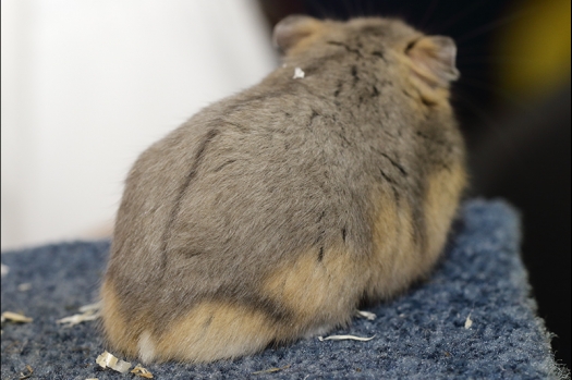 Dit zijn foto's gemaakt op de N.K.V. Bokaal, gehouden op 16 april 2017. Er waren maar een kleine 200 knaagdieren ingeschreven. Dit kwam omdat N.K.V. Bokaal op 1e Paasdag was. Dit keer alleen in de middag foto's gemaakt omdat ik 's ochtends keurkaarten geschreven heb. Ook zie je bij de Campbelli en de Russische dwerghamster verkeerde staartdracht en bij de Campbelli's hybride eigenschappen zoals korte vacht en haarstructuur.
