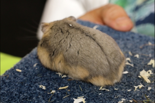 Dit zijn foto's gemaakt op de N.K.V. Bokaal, gehouden op 16 april 2017. Er waren maar een kleine 200 knaagdieren ingeschreven. Dit kwam omdat N.K.V. Bokaal op 1e Paasdag was. Dit keer alleen in de middag foto's gemaakt omdat ik 's ochtends keurkaarten geschreven heb. Ook zie je bij de Campbelli en de Russische dwerghamster verkeerde staartdracht en bij de Campbelli's hybride eigenschappen zoals korte vacht en haarstructuur.
