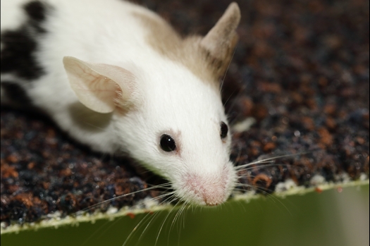 Dit zijn foto's gemaakt op de N.K.V. Bokaal, gehouden op 16 april 2017. Er waren maar een kleine 200 knaagdieren ingeschreven. Dit kwam omdat N.K.V. Bokaal op 1e Paasdag was. Dit keer alleen in de middag foto's gemaakt omdat ik 's ochtends keurkaarten geschreven heb. Ook zie je bij de Campbelli en de Russische dwerghamster verkeerde staartdracht en bij de Campbelli's hybride eigenschappen zoals korte vacht en haarstructuur.
