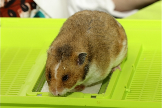 Dit zijn foto's gemaakt op de N.K.V. Bokaal, gehouden op 16 april 2017. Er waren maar een kleine 200 knaagdieren ingeschreven. Dit kwam omdat N.K.V. Bokaal op 1e Paasdag was. Dit keer alleen in de middag foto's gemaakt omdat ik 's ochtends keurkaarten geschreven heb. Ook zie je bij de Campbelli en de Russische dwerghamster verkeerde staartdracht en bij de Campbelli's hybride eigenschappen zoals korte vacht en haarstructuur.
