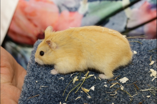 Dit zijn foto's gemaakt op de N.K.V. Bokaal, gehouden op 16 april 2017. Er waren maar een kleine 200 knaagdieren ingeschreven. Dit kwam omdat N.K.V. Bokaal op 1e Paasdag was. Dit keer alleen in de middag foto's gemaakt omdat ik 's ochtends keurkaarten geschreven heb. Ook zie je bij de Campbelli en de Russische dwerghamster verkeerde staartdracht en bij de Campbelli's hybride eigenschappen zoals korte vacht en haarstructuur.
