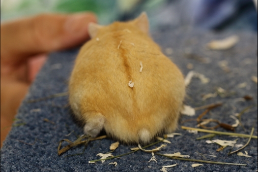 Dit zijn foto's gemaakt op de N.K.V. Bokaal, gehouden op 16 april 2017. Er waren maar een kleine 200 knaagdieren ingeschreven. Dit kwam omdat N.K.V. Bokaal op 1e Paasdag was. Dit keer alleen in de middag foto's gemaakt omdat ik 's ochtends keurkaarten geschreven heb. Ook zie je bij de Campbelli en de Russische dwerghamster verkeerde staartdracht en bij de Campbelli's hybride eigenschappen zoals korte vacht en haarstructuur.
