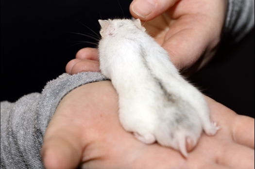 Dit zijn foto's gemaakt op de N.K.V. Bokaal, gehouden op 16 april 2017. Er waren maar een kleine 200 knaagdieren ingeschreven. Dit kwam omdat N.K.V. Bokaal op 1e Paasdag was. Dit keer alleen in de middag foto's gemaakt omdat ik 's ochtends keurkaarten geschreven heb. Ook zie je bij de Campbelli en de Russische dwerghamster verkeerde staartdracht en bij de Campbelli's hybride eigenschappen zoals korte vacht en haarstructuur.
