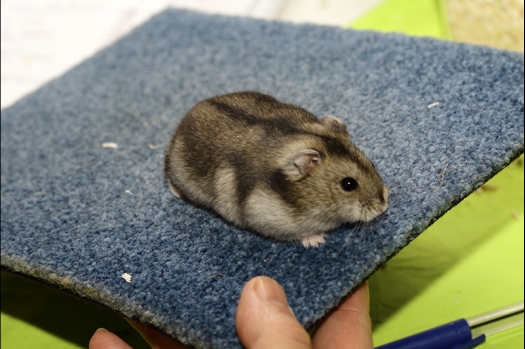 Dit zijn foto's gemaakt op de N.K.V. Bokaal.Er waren wederom zo'n 200 knaagdieren ingeschreven. Ik had aangegeven dat ik wel wederom wilde schrijven. Daarom dit keer veel minder foto's gemaakt dan anders. Op de foto's is o.a. een wavy Mongoolse gerbil te zien. En een Harley rat, dumbo rat, Russische dwerghamster die eigenlijk te donker voor Nederlandse standaard is. Daarnaast waren er een paar Russische dwerghamsters met staart en bekken problemen.
