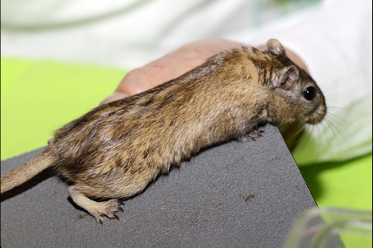 Dit zijn foto's gemaakt op de zesde N.K.V. Bokaal, gehouden op 1 april 2018. Er waren 189 knaagdieren ingeschreven.
