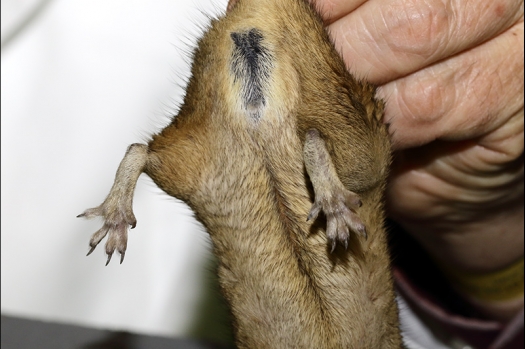 Dit zijn foto's gemaakt op de zesde N.K.V. Bokaal, gehouden op 1 april 2018. Er waren 189 knaagdieren ingeschreven.
