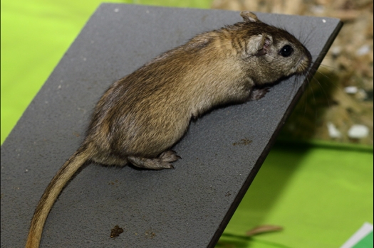 Dit zijn foto's gemaakt op de zesde N.K.V. Bokaal, gehouden op 1 april 2018. Er waren 189 knaagdieren ingeschreven.
