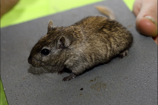 Dit zijn foto's gemaakt op de zesde N.K.V. Bokaal, gehouden op 1 april 2018. Er waren 189 knaagdieren ingeschreven.
