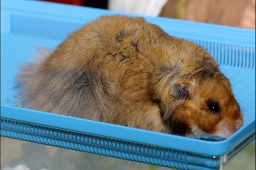 Dit zijn foto's gemaakt op de zesde N.K.V. Bokaal, gehouden op 1 april 2018. Er waren 189 knaagdieren ingeschreven.
