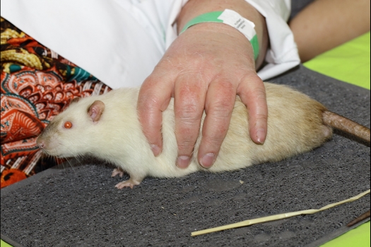 Dit zijn foto's gemaakt op de N.K.V. Bokaal, gehouden op 2 december 2018. Er waren ongeveer 200 knaagdieren ingeschreven. 
