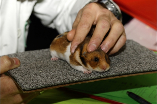 Dit zijn foto's gemaakt op de N.K.V. Bokaal, gehouden op 2 december 2018. Er waren ongeveer 200 knaagdieren ingeschreven. 
