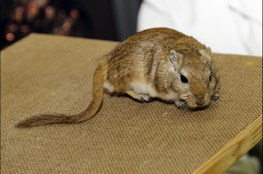 Dit zijn foto's gemaakt op de N.K.V. Bokaal, gehouden op 21 april 2019. Er waren pak weg 190 knaagdieren ingeschreven. De foto's zijn dit keer gemaakt met mijn nieuwe Canon lens.
