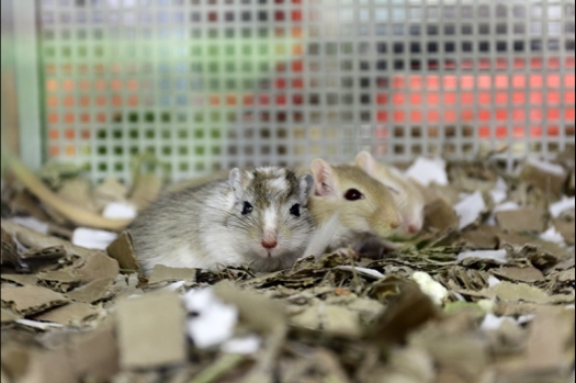 Dit zijn foto's gemaakt op de N.K.V. Bokaal, gehouden op 21 april 2019. Er waren pak weg 190 knaagdieren ingeschreven. De foto's zijn dit keer gemaakt met mijn nieuwe Canon lens.
