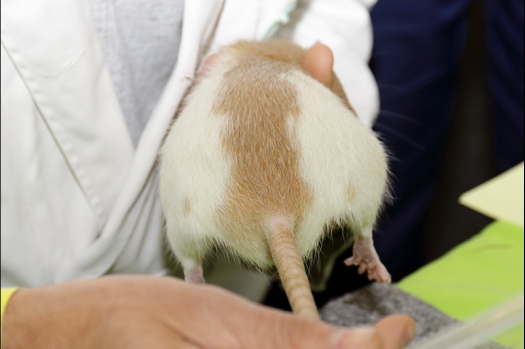 Dit zijn foto's gemaakt op de N.K.V. Bokaal, gehouden op 21 april 2019. Er waren pak weg 190 knaagdieren ingeschreven. De foto's zijn dit keer gemaakt met mijn nieuwe Canon lens.
