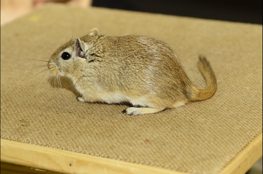 Dit zijn foto's gemaakt op de N.K.V. Bokaal, gehouden op 21 april 2019. Er waren pak weg 190 knaagdieren ingeschreven. De foto's zijn dit keer gemaakt met mijn nieuwe Canon lens.
