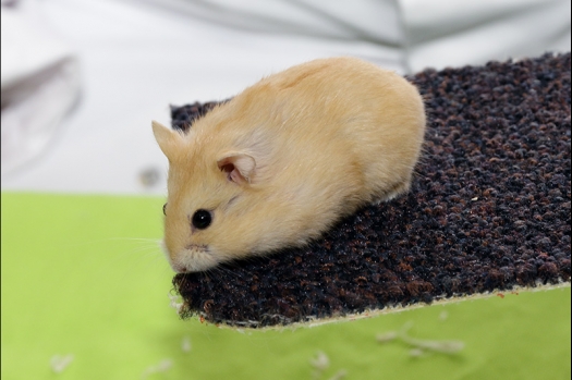 Dit zijn foto's gemaakt op de N.K.V. Bokaal, gehouden op 21 april 2019. Er waren pak weg 190 knaagdieren ingeschreven. De foto's zijn dit keer gemaakt met mijn nieuwe Canon lens.
