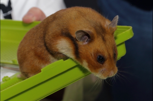 Dit zijn foto's gemaakt op de N.K.V. Bokaal, gehouden op 21 april 2019. Er waren pak weg 190 knaagdieren ingeschreven. De foto's zijn dit keer gemaakt met mijn nieuwe Canon lens.
