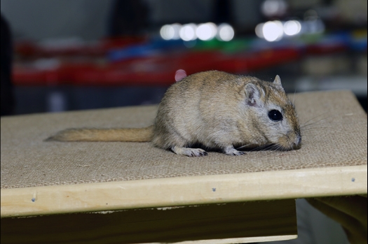 Dit zijn foto's gemaakt op de N.K.V. Bokaal, gehouden op 21 april 2019. Er waren pak weg 190 knaagdieren ingeschreven. De foto's zijn dit keer gemaakt met mijn nieuwe Canon lens.
