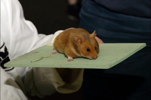 Dit zijn foto's gemaakt op de N.K.V. Bokaal, gehouden op 21 april 2019. Er waren pak weg 190 knaagdieren ingeschreven. De foto's zijn dit keer gemaakt met mijn nieuwe Canon lens.
