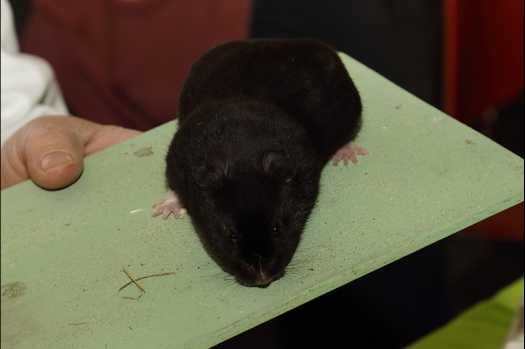 Dit zijn foto's gemaakt op de N.K.V. Bokaal, gehouden op 21 april 2019. Er waren pak weg 190 knaagdieren ingeschreven. De foto's zijn dit keer gemaakt met mijn nieuwe Canon lens.
