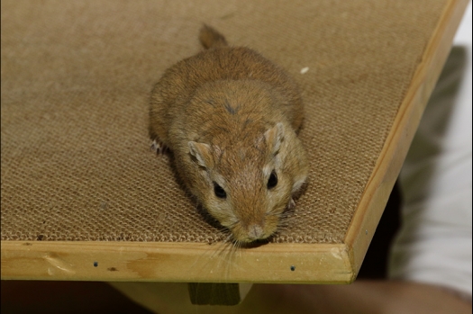 Dit zijn foto's gemaakt op de N.K.V. Bokaal, gehouden op 21 april 2019. Er waren pak weg 190 knaagdieren ingeschreven. De foto's zijn dit keer gemaakt met mijn nieuwe Canon lens.
