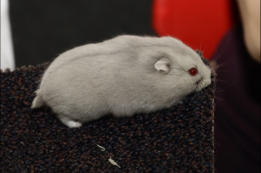 Dit zijn foto's gemaakt op de N.K.V. Bokaal, gehouden op 21 april 2019. Er waren pak weg 190 knaagdieren ingeschreven. De foto's zijn dit keer gemaakt met mijn nieuwe Canon lens.
