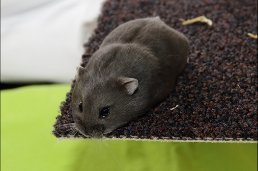 Dit zijn foto's gemaakt op de N.K.V. Bokaal, gehouden op 21 april 2019. Er waren pak weg 190 knaagdieren ingeschreven. De foto's zijn dit keer gemaakt met mijn nieuwe Canon lens.
