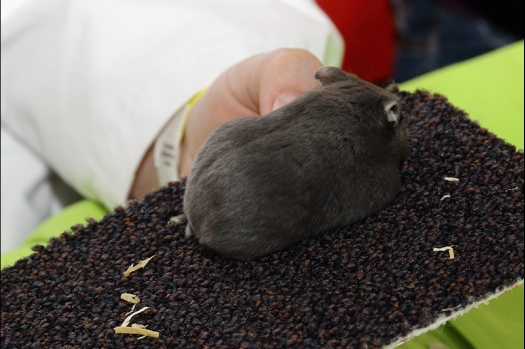 Dit zijn foto's gemaakt op de N.K.V. Bokaal, gehouden op 21 april 2019. Er waren pak weg 190 knaagdieren ingeschreven. De foto's zijn dit keer gemaakt met mijn nieuwe Canon lens.
