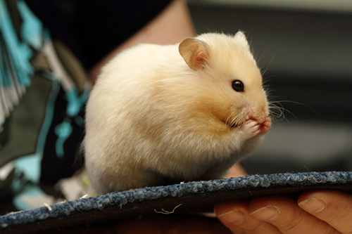 Foto gemaakt op een knaagdieren keuring