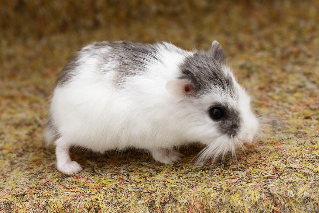 Blue Roborovski dwarf hamster