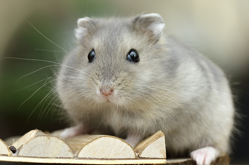 Veraangenamen het doel wortel Russische dwerghamster informatie (Phodopus sungorus)