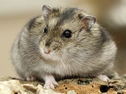 Hamster kleur wildkleur