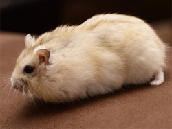 Hamster kleur Mandarijn