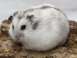 Hamster in wintervacht