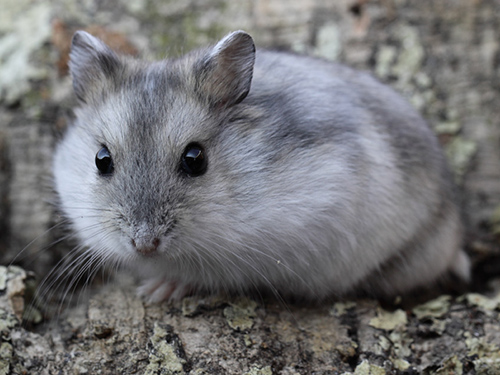 Russische dwerghamster Merle