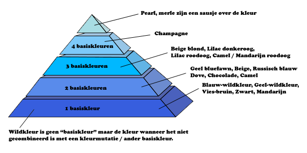 Russische dwerghamster kleurenpiramide